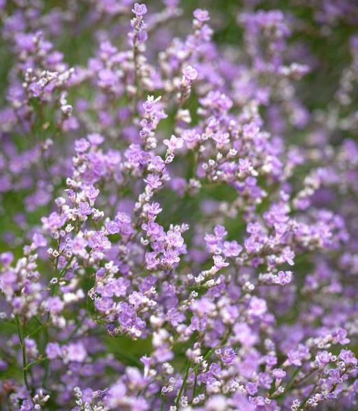 Limonium latifolium